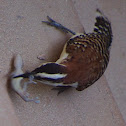 Rufous-naped Wren