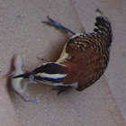 Rufous-naped Wren