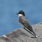 Eastern Kingbird