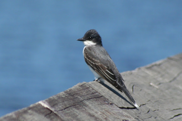 Spotting Image 1