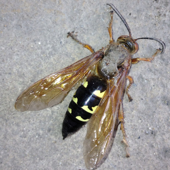 Spotting Image 1