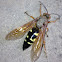 Cicada Killer Wasp