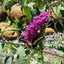 Black Swallowtail