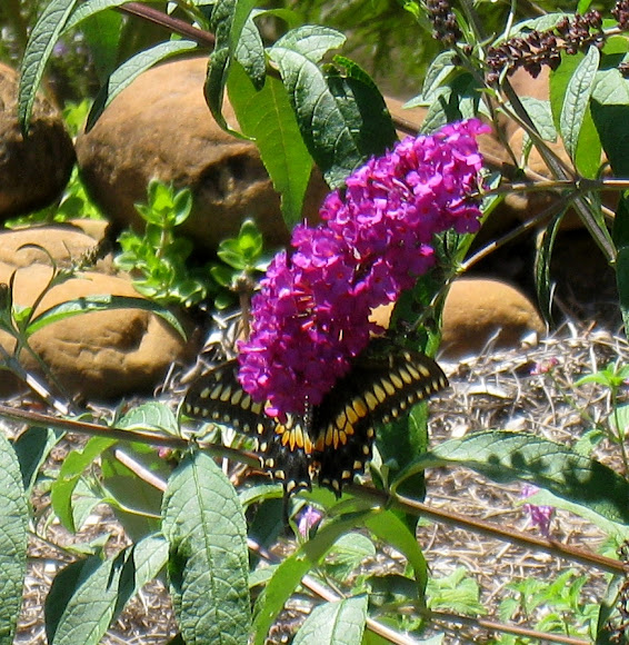 Spotting Image 1