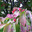 Flowering Dogwood Tree