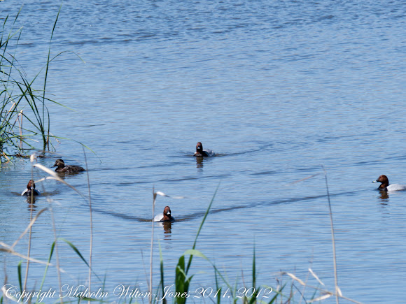 Spotting Image 1
