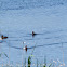 Pochard; Porrón Común