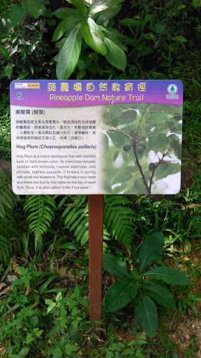 Choerospondias Axillaris 南酸棗