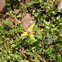 Yellow Trout Lily