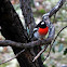 Scarlet Robin