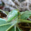 Buffalo Treehopper