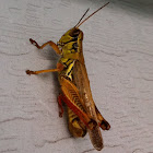 Differential grasshopper