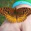 Great Spangled Fritillary