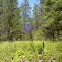 Bluebell bellflower