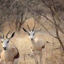Springbok