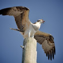 Osprey