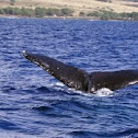 Humpback whale