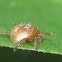 tick
