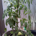 tomato (Bush Early Girl)
