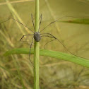 Harvestmen