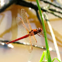 Needham's Skimmer