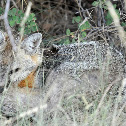 Gray Fox
