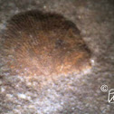 Brachiopod Fossil