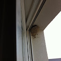 Common house martin