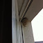 Common house martin