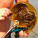 Atlantic Horseshoe Crab