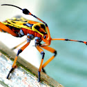 Mesquite Bug Nymphs
