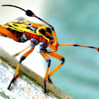 Mesquite Bug Nymphs
