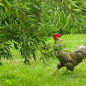 Barred Plymouth Rock Rooster