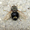 Tachinid Fly