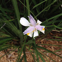 African Iris