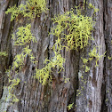 Wolf lichen