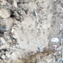 Ants