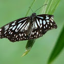Blue Tiger or Blue Wanderer