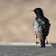 Common Starling
