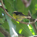 Mourning Warbler