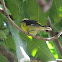 Mourning Warbler