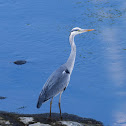 Grey heron