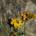 Scorpion Vetch