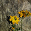 Scorpion Vetch