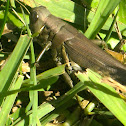Grass hopper