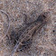 Fan Throated Lizard