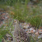 Double-banded Sandgrouse