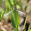 Great Spreadwing