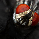 Flesh Fly