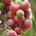 FIG